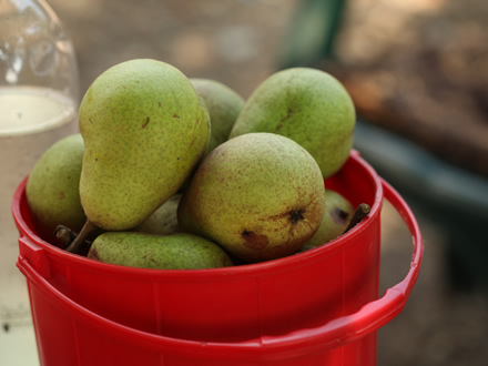 Pere